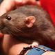 Person holding brown pet rat
